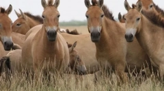 Moderné divoké kone
