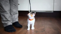 Moderné metódy školenia mačky