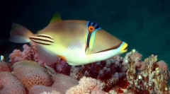 Spinogový maľovaný