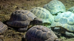 Hibernácie korytnačky ako winter turtle