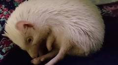 Hibernácia ježkovi, kde a ako ježkovia