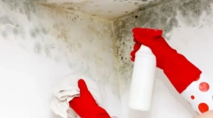 Metódy a nástroje, aby sa zbavili huby na stenách