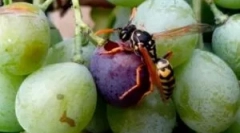 Metódy a prostriedky na ochranu hrozna z os