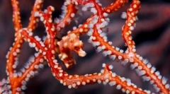 Spôsoby mary a ochrany rýb