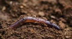 Spôsoby, ako presunúť dinerworm