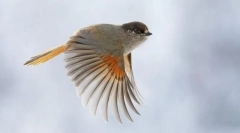 Metódy pohybu v vtákoch