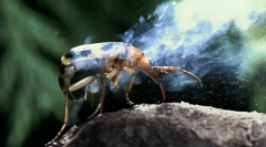 Spôsoby ochrany hmyzu