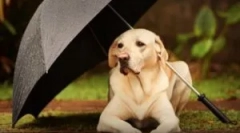 Sprej z blchov pre zvieratá a domy