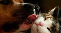 Striekacia tyč pre mačky a psy