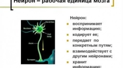 Porovnajte mačaciu a psovú inteligenciu: kto je múdrejší