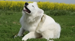 Súbor z blých a kliešťov pre psov a mačiek