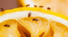 Finančné prostriedky z gnus a ovocie mohalade