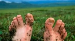 Ochrana nástrojov proti komárom v prírode