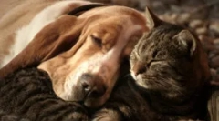 Znamená právnik: zloženie a návod na použitie