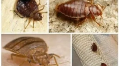 Nástroje od kukuričného proterenia (zonder)