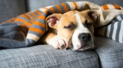 Staphylococcus u psov: symptómy, liečba, prevencia