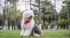 Stanoangalian shepherda