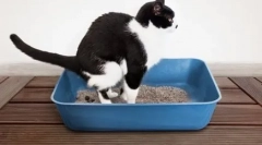 Stavím sa, že mačka doma