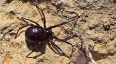 Steatoda je veľký