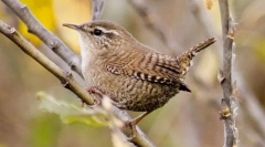 Stephen ker wretfish