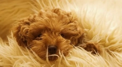 Sterilizácia a stav psovej vlny