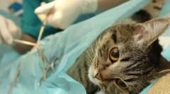 Sterilizácia mačky