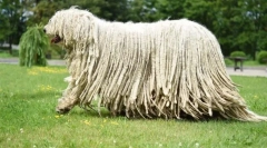 Chovateľské plemená psov