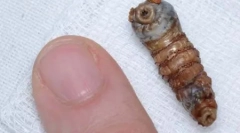 Scary nepríjemný hmyz (27 fotografií)