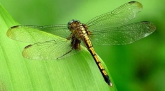 Dragonfly emerald hayna