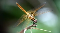 Dragonfly-kutyushka