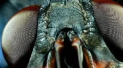 Štruktúra očí a vízie muchy