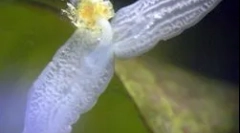 Štruktúra a vlastnosti planárium