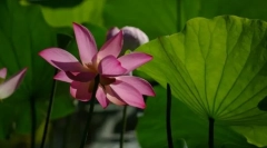 Štruktúra rastlín. Definície a koncepty