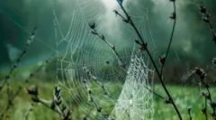 Štruktúra, zloženie a typy cunwebs