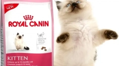 Suché potraviny pre mačky royal kanin: najlepšia kvalita v kategórii cien