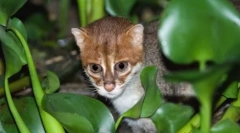 Sumatran cat: miniatúra thajská krása