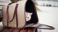 Vrecko pre mačky: pohodlná cesta pre domáce zviera