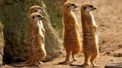 Meerkat (foto): funny watch, ktorý je vždy upozornení