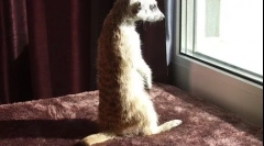 Meerkat. Údržba domov
