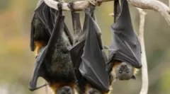 Existencia prchavej myši v zime