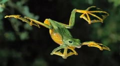 Sú lietajúce žaby?