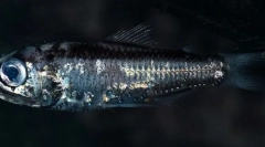 Žiariace ančovičky