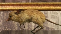 Swine-legged gangster