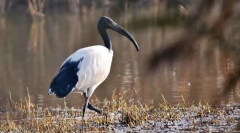 Posvätné ibis