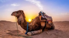 Tajomstvo ťavy. Ako sú domestikované