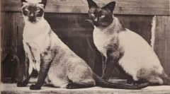 Thajské a siamské mačky: podobnosti a rozdiely