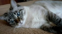 Thajské mačky farba tabby bod