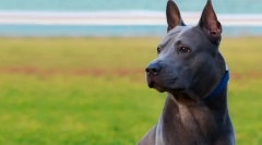 Thajské plemená psov