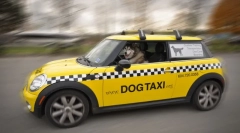 Pet taxi: vlastnosti a pravidlá prepravy