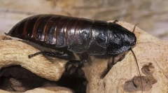 Tracakan-craptrutrut